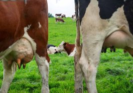 Mengurangi Emisi Metana dari Pertanian