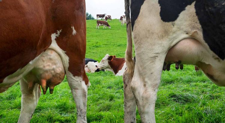 Mengurangi Emisi Metana dari Pertanian