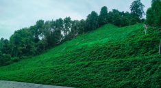 Tanaman Pengendali Erosi