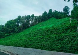 Tanaman Pengendali Erosi