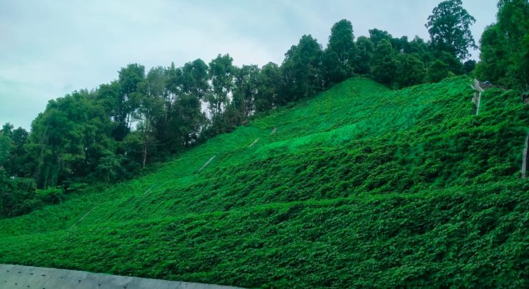 Tanaman Pengendali Erosi