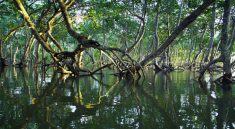 Perlindungan Mangrove 2025