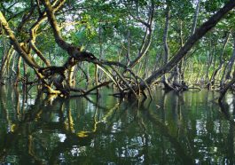 Perlindungan Mangrove 2025