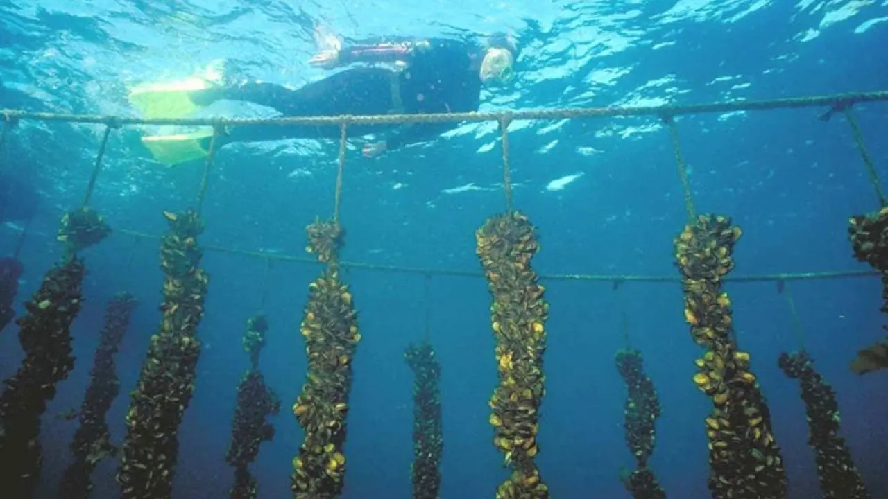 Hidup Hijau di Laut