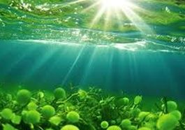 Sumber Oksigen Terbesar di Bumi