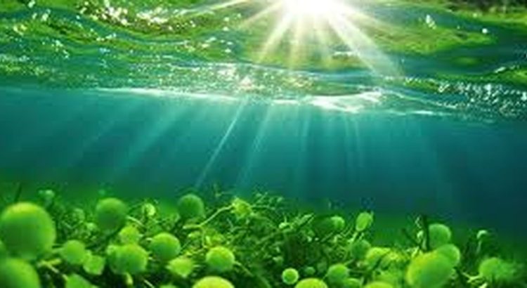 Sumber Oksigen Terbesar di Bumi